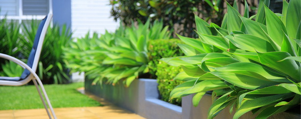 plants-for-modern-landscaping-38_13 Растения за модерно озеленяване
