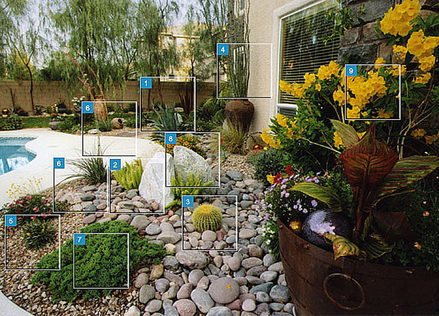 plants-for-pool-landscaping-79_11 Растения за озеленяване на басейни
