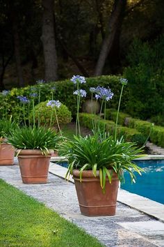 plants-for-pool-landscaping-79_12 Растения за озеленяване на басейни