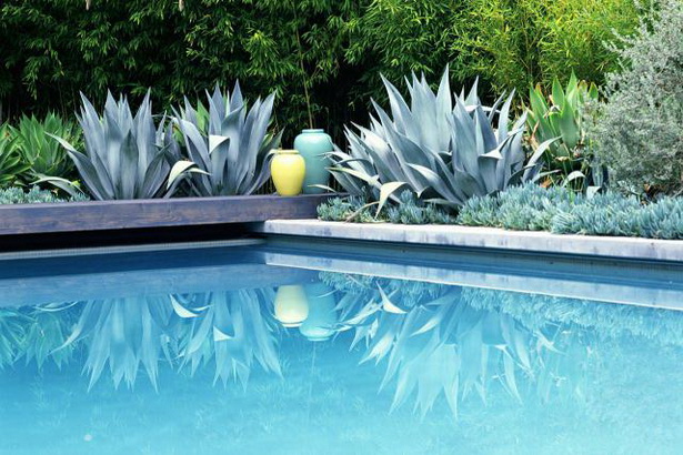 plants-for-pool-landscaping-79_16 Растения за озеленяване на басейни