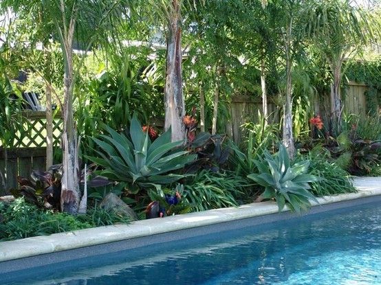 plants-for-pool-landscaping-79_2 Растения за озеленяване на басейни