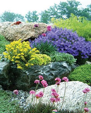 plants-for-rock-gardens-03_7 Растения за алпинеуми