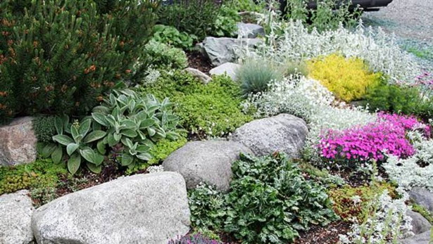 plants-for-rockery-gardens-40_16 Растения за алпинеуми градини