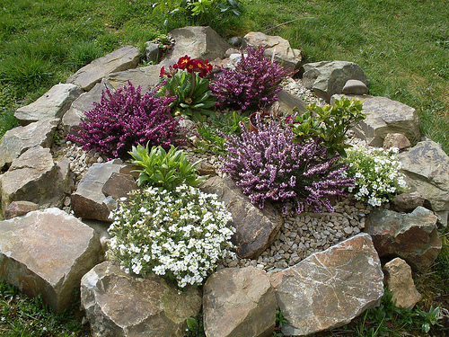 plants-for-rockery-gardens-40_5 Растения за алпинеуми градини