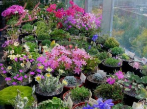 plants-for-rockery-gardens-40_9 Растения за алпинеуми градини