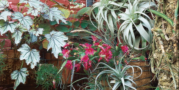 plants-for-small-garden-beds-78_11 Растения за малки градински легла