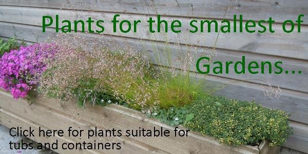 plants-for-small-gardens-10 Растения за малки градини