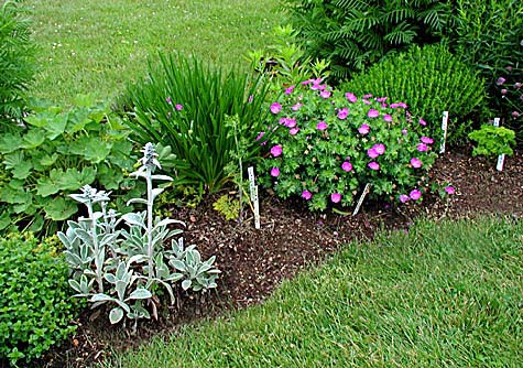plants-for-small-gardens-10_18 Растения за малки градини