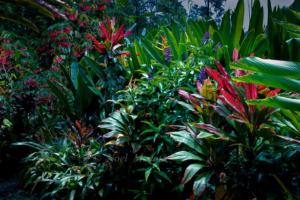 plants-for-tropical-gardens-61_16 Растения за тропически градини