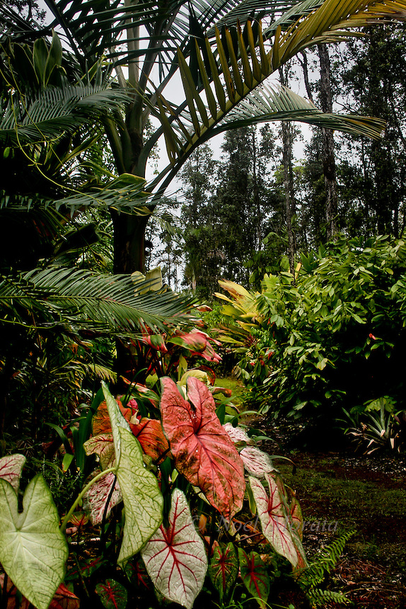 plants-for-tropical-gardens-61_18 Растения за тропически градини