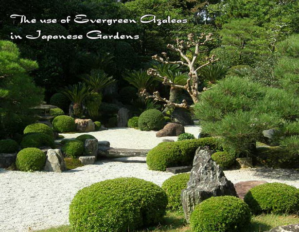 plants-used-in-japanese-gardens-36_11 Растения, използвани в японските градини