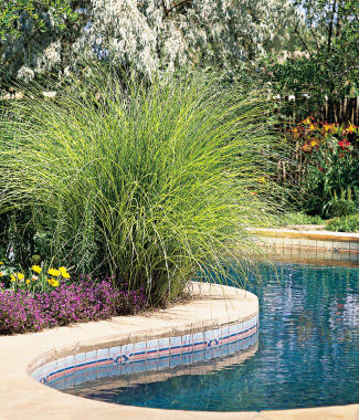 pool-landscaping-ideas-on-a-budget-94_15 Идеи за озеленяване на басейн на бюджет