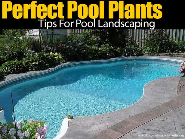 pool-plants-for-landscaping-04_17 Басейни растения за озеленяване