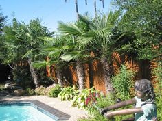 pool-tropical-landscaping-ideas-56_5 Басейн тропически идеи за озеленяване