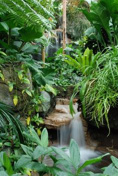 rainforest-garden-design-33_10 Дъждовна градина дизайн