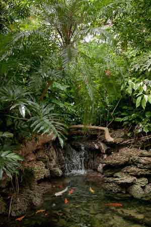 rainforest-garden-design-33_14 Дъждовна градина дизайн