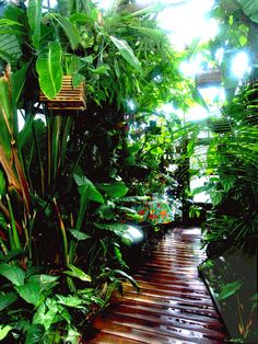 rainforest-garden-ideas-16_14 Идеи за градината на тропическите гори