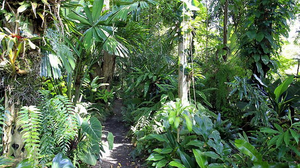 rainforest-garden-ideas-16_16 Идеи за градината на тропическите гори