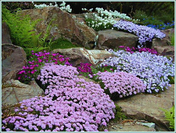 rock-garden-flowers-82_3 Рок градински цветя