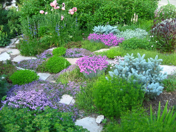 rock-garden-flowers-82_9 Рок градински цветя