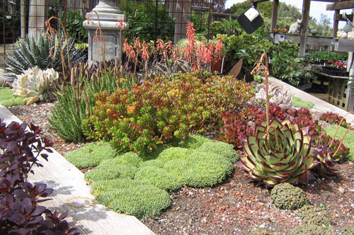 rock-garden-ideas-plants-67_16 Алпинеум идеи растения