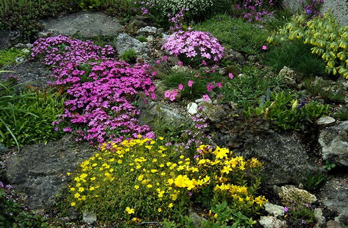 rock-garden-plant-32_5 Алпинеум