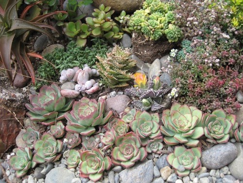 rock-garden-succulents-79_12 Рок градина сукуленти