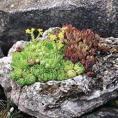 rock-garden-succulents-79_14 Рок градина сукуленти