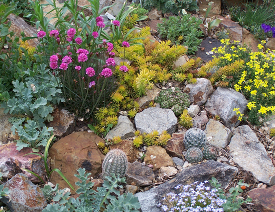 rock-garden-succulents-79_19 Рок градина сукуленти