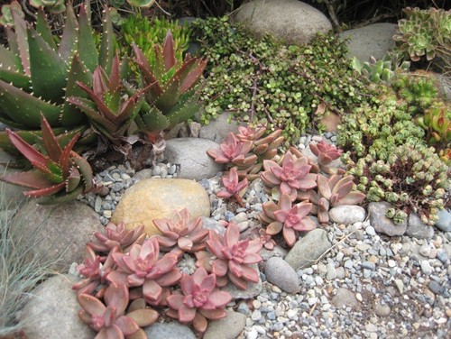 rock-garden-succulents-79_20 Рок градина сукуленти