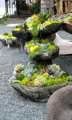 rock-garden-succulents-79_3 Рок градина сукуленти