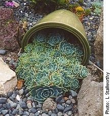 rock-garden-succulents-79_4 Рок градина сукуленти