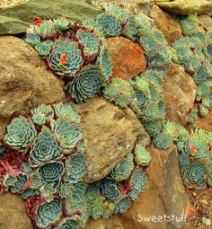 rock-garden-succulents-79_7 Рок градина сукуленти