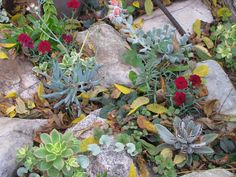 rock-garden-with-succulents-64_15 Алпинеум със сукуленти