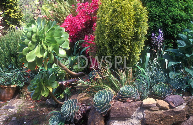 rock-garden-with-succulents-64_20 Алпинеум със сукуленти