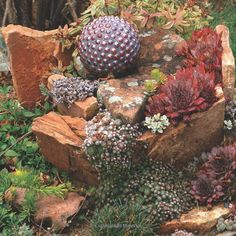 rock-garden-with-succulents-64_9 Алпинеум със сукуленти