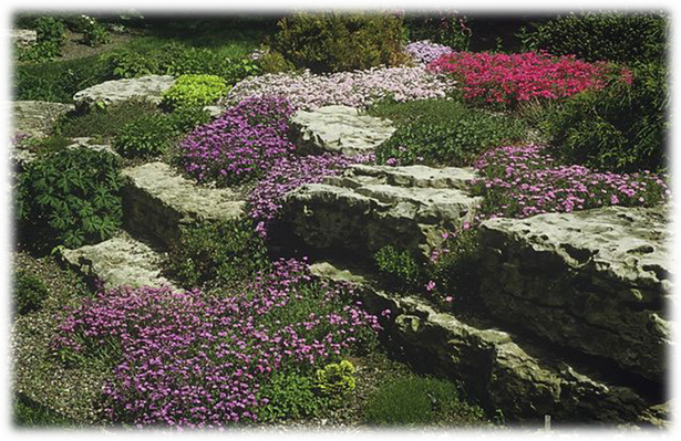 rock-wall-garden-plants-92 Скална стена градински растения
