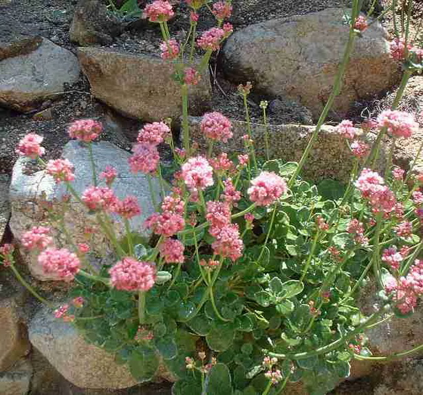 rock-wall-garden-plants-92_15 Скална стена градински растения