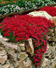 rock-wall-garden-plants-92_3 Скална стена градински растения