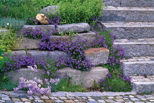 rock-wall-garden-plants-92_5 Скална стена градински растения
