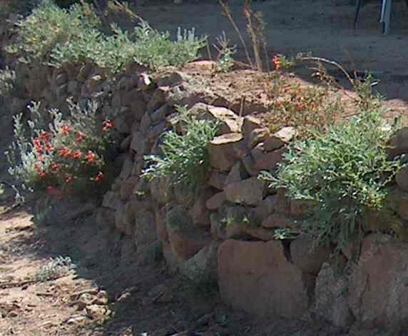 rock-wall-garden-plants-92_8 Скална стена градински растения