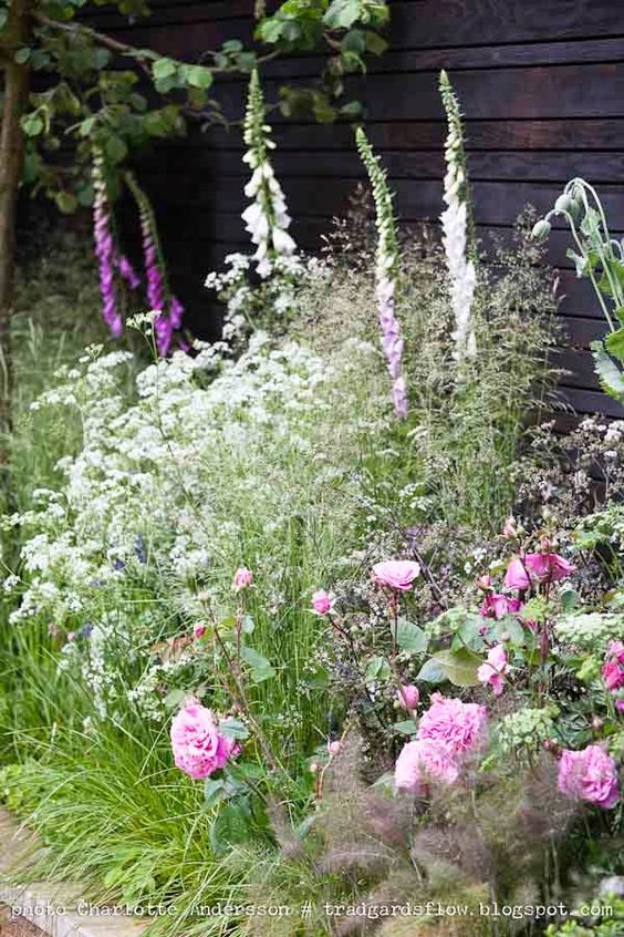 rose-cottage-garden-plants-13_12 Роза вила градински растения