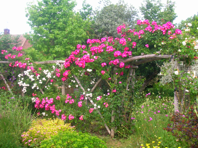 rose-cottage-garden-plants-13_14 Роза вила градински растения