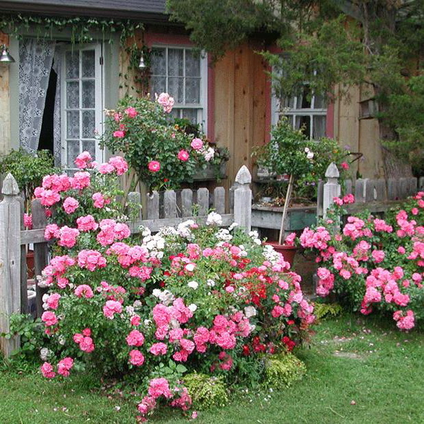 rose-cottage-garden-plants-13_2 Роза вила градински растения