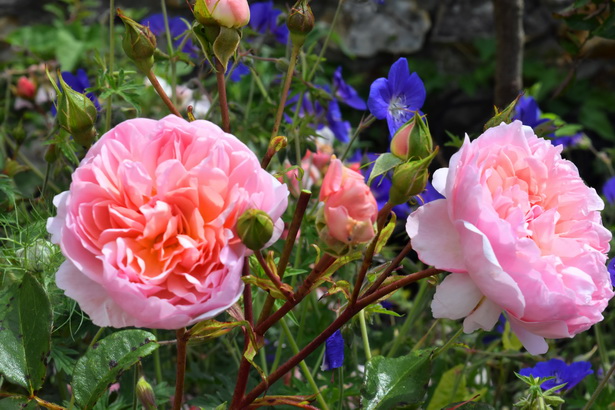 rose-cottage-garden-plants-13_3 Роза вила градински растения