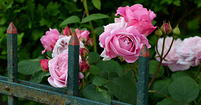 rose-cottage-garden-plants-13_6 Роза вила градински растения