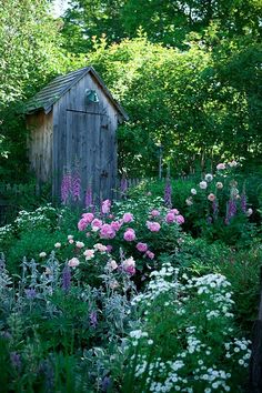 rose-cottage-garden-plants-13_9 Роза вила градински растения