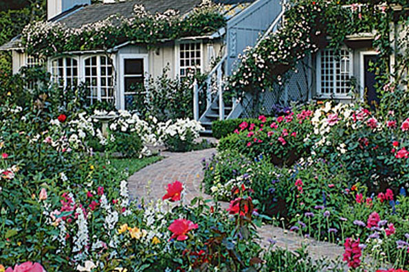 rose-cottage-garden-95 Роуз котидж Гардън