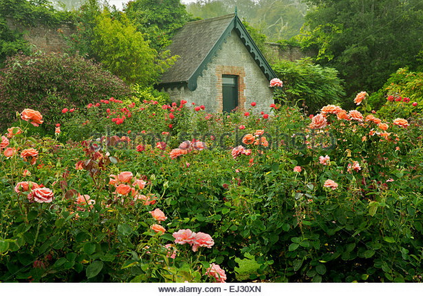 rose-cottage-garden-95_10 Роуз котидж Гардън