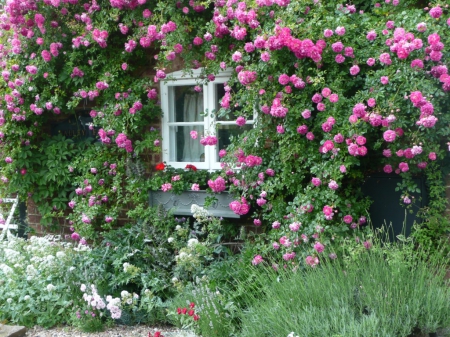rose-cottage-garden-95_5 Роуз котидж Гардън